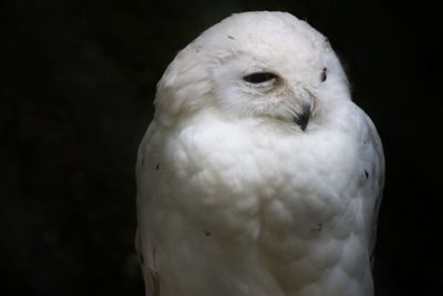 Close-up of a bird against black background