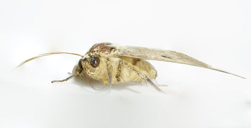 Close-up of insect on white background