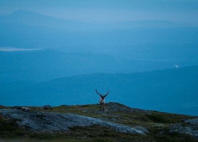 Deer on land by mountain against sky