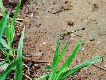 Close-up of insect on grass