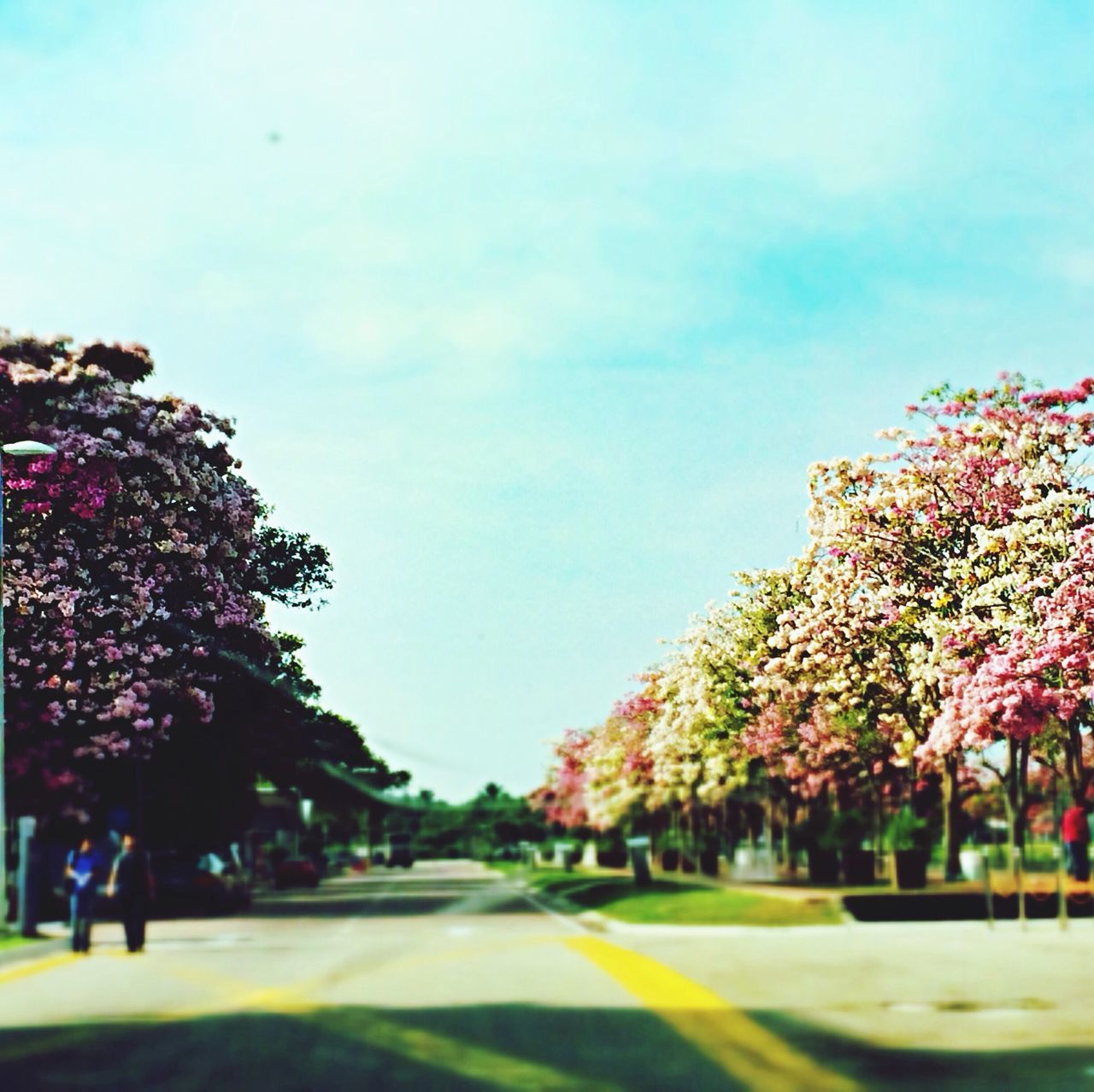 tree, flower, growth, clear sky, sky, road, freshness, nature, the way forward, transportation, beauty in nature, street, park - man made space, outdoors, incidental people, day, blossom, branch, sunlight, diminishing perspective