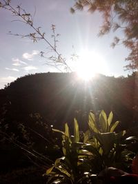 Sun shining through trees