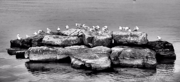 High angle view of seagull on rock in sea