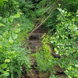 Plants growing on land in forest