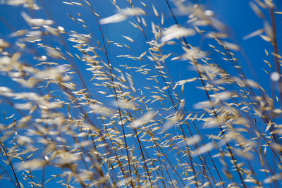 Close-up of grass against sky