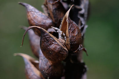 Close-up of dried plant