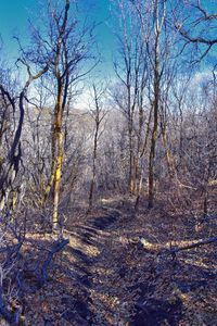 Bare trees in forest