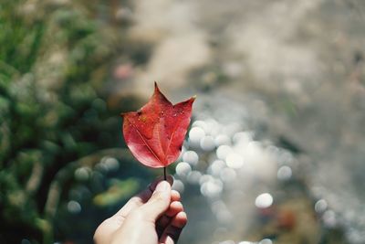 Close-up of hand holding maple leaf