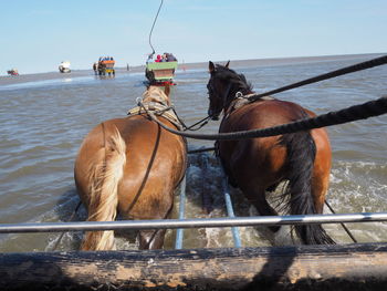 Horses in a lake