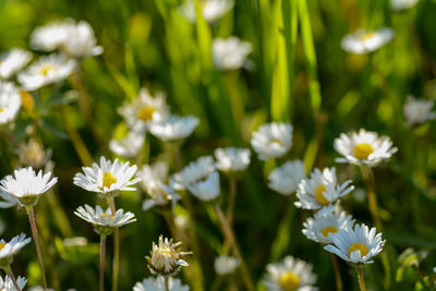 Close-up of white flowering plants on field