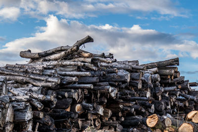 Low angle view of logs in forest against sky