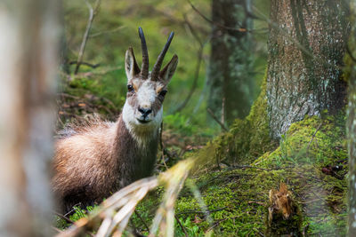 Close-up of chamois