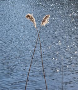 High angle view of bird flying over lake