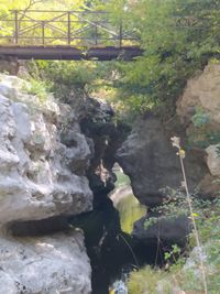 Close-up of rocks in forest