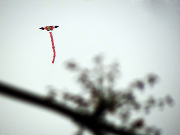 Low angle view of a bird flying against the sky