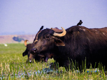 Water buffalo against sky