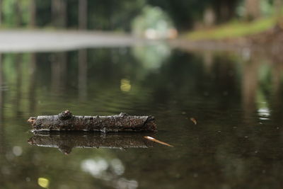 Close-up of rusty floating on water