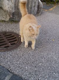 High angle view of cat on street