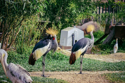 View of birds on field