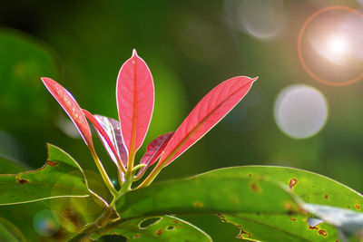 Close-up of flowering plant leaves