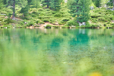 Scenic view of lake by trees