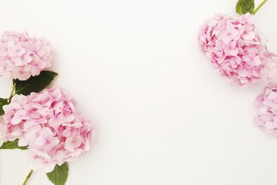 Close-up of pink roses against white background