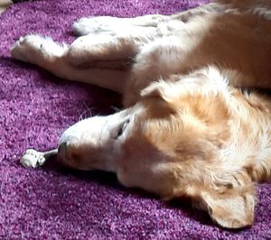 Dog sleeping on bed