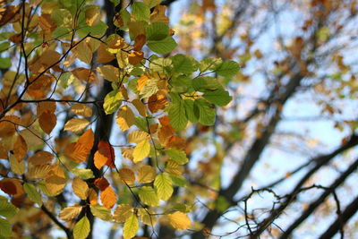 Low angle view of leafs during autumn