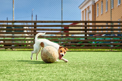 Dog play with football ball on green grass