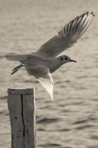 Close-up of seagull flying over sea