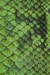 Full frame shot of a leaf