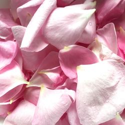 Close-up of pink roses