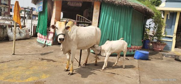 Cows in a building