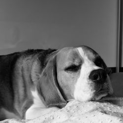Close-up of dog resting on bed at home