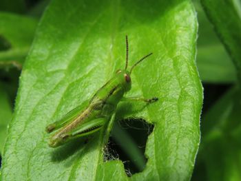 Close-up of insect on leaf