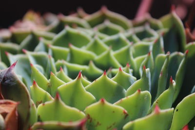 Close-up of succulent plant