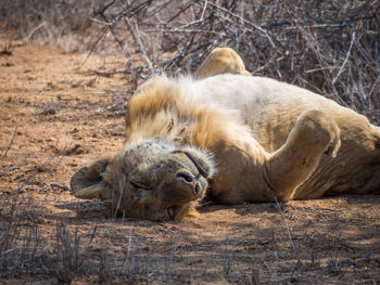 Lion lying on ground