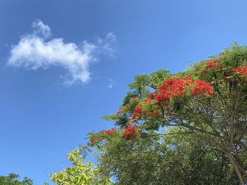 Low angle view of flowering plant against blue sky