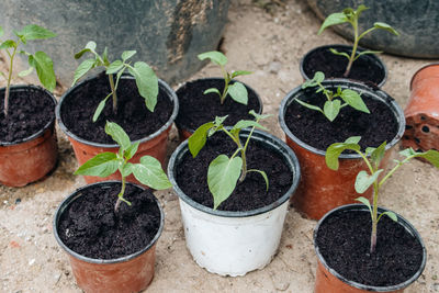 High angle view of potted plants