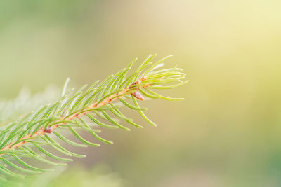 Close-up of fresh green plant