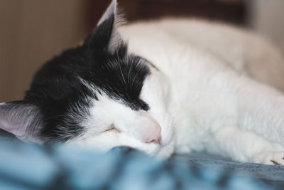 Close-up of cat sleeping on bed