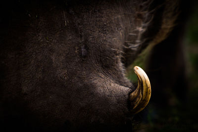 Close-up of warthog