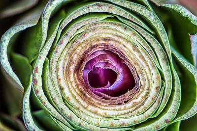 High angle view of purple flowering plant