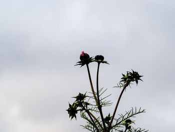 Low angle view of flower tree against sky