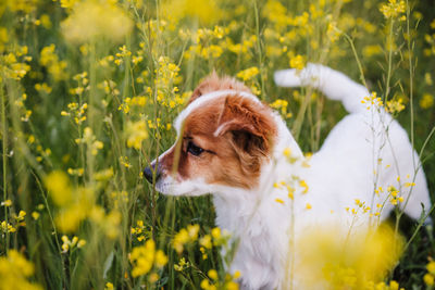 Cute small jack russell dog sitting outdoors in yellow flowers meadow background. spring time