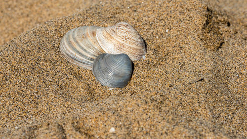 High angle view of seashell on sand