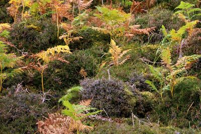 Plants growing on landscape