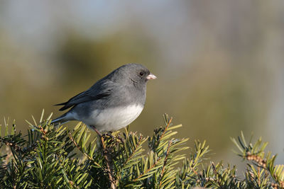 Junco perched