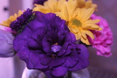 Close-up of purple flower