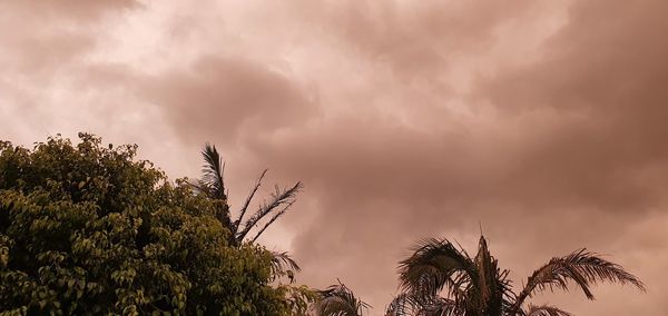 Low angle view of palm trees against sky